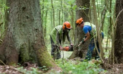 Des gardes forestiers abattent un arbre dans la forĂȘt de Bialowieza, le 31 mai 2016 en Pologne