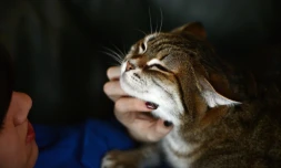 Les Français préfèrent toujours les chats aux chiens: les minous sont près de 13,5 millions dans les foyers français contre 7,3 millions de toutous, révèle mardi la nouvelle étude FACCO-KANTAR TNS, conduite à l'automne 2016.