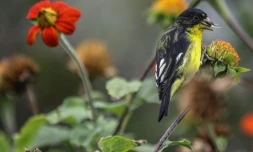 Un passereau sur une branche le 15 mars 2018
à Medellin en Colombie où se tient la réunion de la Plateforme intergouvernementale sur la biodiversité et les services écosystémiques (IPBES) du 17 au 26 mars