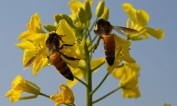 Des abeilles butinent des fleurs de moutarde à Lak Mor, dans la province du Pendjab, le 30 janvier 2025 au Pakistan