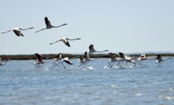 En Albanie, les hommes sont partis et les flamants dansent