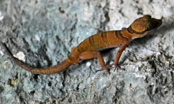 Un gecko photographié le 22 juillet 2025 dans une chambre d'hôtel de Phnom Proek, dans la province de Battambang, au Cambodge 