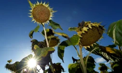 2020 a rejoint 2016 sur la plus haute marche des années les plus chaudes dans le monde, en apothéose d'une décennie de températures record qui témoigne encore de "l'urgence" à agir contre le réchauffement