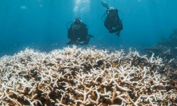 Photo prise le 12 mars 2025 par la Minderoo Foundation montrant des plongeurs inspectant le récif coralien australien de Ningaloo
