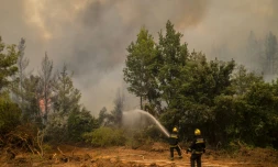 Des pompiers venus de Serbie luttent contre un incendie près du village d'Avgaria sur l'île d'Eubée, le 10 août 2021 en Grèce 