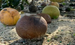 Des agrumes infectés par la bactérie HLB dans un verger de recherche de l'université de Floride à Fort Pierce, le 19 novembre 2019