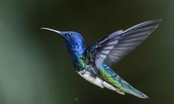 Un colibri jacobin  dans la forêt de San Antonio dans la région de Cali en Colombie, en mars 2018