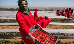 Récolte de fraises dans la province de Kénitra (Maroc) le 8 mars 2017