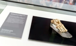 Le fossile d'un pied d'Homo heidelbergensis présenté au Musée de l'Evolution humaine à Burgos, en Espagne, le 22 novembre 2013