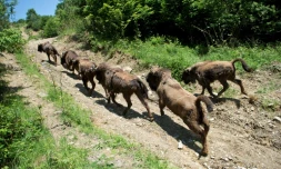 Des bisons d'Europe se promènent dans la zone de réintroduction de Magura Zimbrilor, à 20 km du village d'Armenis, en Roumanie, le 12 juin 2015