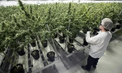 Le Canada deviendra mercredi le deuxième pays au monde à légaliser le cannabis récréatif, cinq ans après l'Uruguay