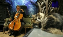 Le violoncelliste américain David Teie, le 18 octobre 2016 à Londres