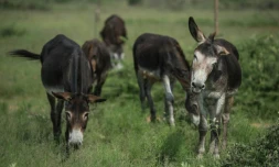 Des ânes broutent de l'herbe à Mogosani, une petite bourgade de la province sud-africaine du Nord-Ouest, le 9 février 2017