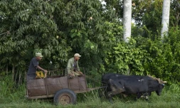 Des agriculteurs circulent en charrette à bœufs dans une rue de Bauta, dans la province d'Artemisa, le 27 juin 2026 à Cuba