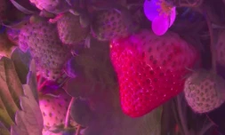 Capture d'écran d'une vidéo de l'AFPTV tournée dans un conteneur Agricool, les 22 et 23 août 2018 à Paris