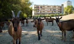 Des chÚvres broutent dans la ferme "La tour des pins" à Marseille, le 26 août 2016