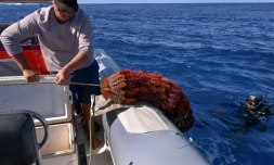 Des membres du groupe environnemental Korero O Te Orau remontent des étoiles de mer "couronnes d'épines" sur leur bateau après les avoir récupérées sur un récif au large de Rarotonga, le 12 juini 2025 aux îles Cook

