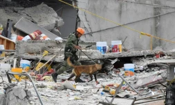 Un chien sauveteur cherche des survivants dans les décombres d'un immeuble à Mexico le 24 septembre 2017 