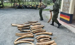 Défenses en ivoire saisies par la police kenyane le 30 juillet 2019