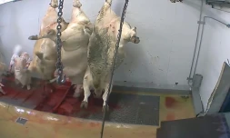 Capture d'écran d'une vidéo de l'association L214 tournée dans l'abattoir d'Alès et diffusée le 14 octobre 2015