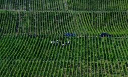 Vendanges à Hautvillers, en Champagne, le 19 septembre 2024