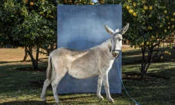 Elsa, 8 ans, à la ferme des Christelis, à Magaliesburg, le 13 juin 2022