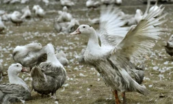 Des canards confinés dans une exploitation de Bourriot-Bergonce, dans les Landes, le 22 février 2017