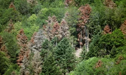 Arbres souffrant de sécheresses de plus en plus répétées, le 12 juillet 2019 dans l'Est de la France