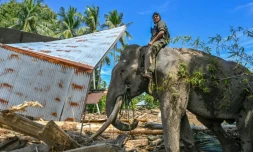 Un cornac juché sur le dos d'un éléphant de Sumatra aide à dégager des débris d'arbres aprÚs les crues soudaines à Meureudu, dans la province d'Aceh, en Indonésie, le 8 décembre 2025