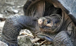 Une tortue géante Chelonoidis phantasticus sur l'ßle de Santa Cruz, en février 2019 aux Galapagos