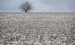 Un champ couvert par une fine couche de neige le 8 janvier 2024 Ă Reiningue, dans l'est de la France