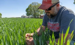 Andy Corriher examine sa récolte de blé dans sa ferme de China Grove, en Caroline du Nord, le 10 avril 2026