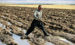 Un agriculteur kurde dans une ferme du district de Rania, près du barrage de Dukan, au nord-ouest de la ville de Suleimaniyeh, dans la région autonome du Kurdistan, dans le nord-est de l'Irak, le 2 juillet 2022