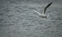 Une mouette rieuse vole au-dessus des marais salants de la réserve naturelle de Lilleau des Niges, en Charente-Maritime, le 14 janvier 2022
