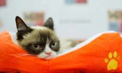 photo de Grumpy Cat prise le 15 juillet 2014