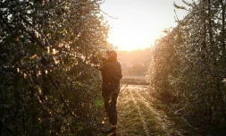 Un arboriculteur inspecte les bourgeons et les fleurs de ses pommiers recouverts de glace, dans son verger de Montauban, dans le Tarn-et-Garonne, le 4 avril 2022