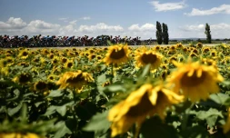 Le peloton du Tour de France traverse la campagne pour la 14e étape en direction de Mende, le 21 juillet 2018 