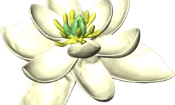 Le portrait-robot en 3D, fourni par l'université de Paris-Sud le 31 juillet 2017, de la toute première fleur qui possédait à la fois des parties femelles (carpelles) et mâles (étamines)