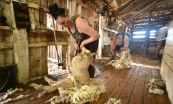 Emma Billet procède à la tonte d'un mouton, le 21 février 2018 à Trangie, en Australie