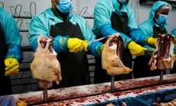 Préparation du foie gras le 8 novembre 2016 dans une exploitation industrielle du village de Milevo