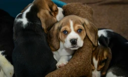 Les chiots trop couvés par leur mère plus anxieux et difficiles à dresser 