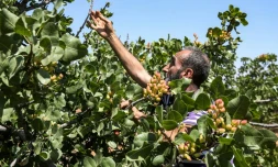 Un producteur de pistaches examine ses arbres à Maan, un village près vde Hama, dans le centre-ouest de la Syrie), le 24 juin 2020