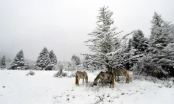 Premières neiges sur les Pyrénées, à Payolle, le 28 octobre 2018 