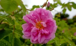 La rose Centifolia en fleurs Ă Grasse le 14 mai 2020 attend d'ĂȘtre cueillie pour la parfumerie Dior