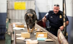 Un agent de la douane américaine, aidé par un berger allemand, cherche de la drogue dans des paquets arrivés au centre de tri postal de l'aéroport John F. Kennedy, le 24 juin 2019 à New York