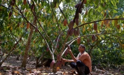 Un cultivateur de cacao à Guerima, en Colombie, le 17 février 2017