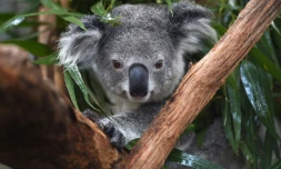 A l'hôpital des koalas à Port Macquarie en Australie, le 28 avril 2016
