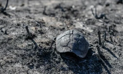 Une carapace de tortue sur un terrain dévasté par les incendies, le 27 juillet 2023 à Corfou
