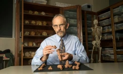 Portrait du professeur John Kappelman tenant une reproduction 3D du squelette de Lucy