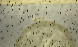 Les autorités américaines se mobilisent contre le virus zika, actif dans une grande partie du continent américain